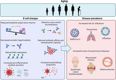 The Dynamics of B Cell Aging in Health and Disease